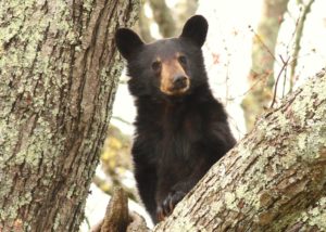 Bear in the woods
