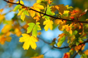 Beautiful autumn leaves