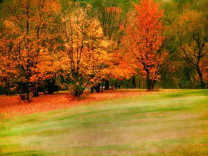 Fall trees in the Great Smoky Mountains