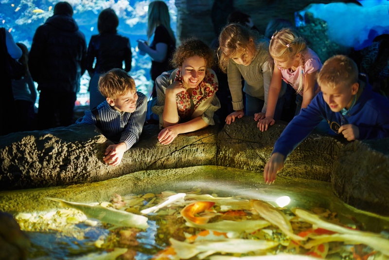 Ripley's Aquarium of the Smokies in Gatlinburg