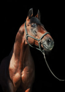 Horse with a black background